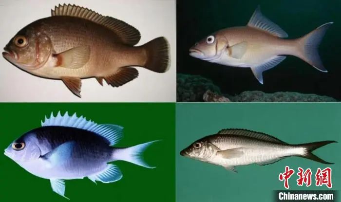 地学的AI曙光：“元古大模型”重磅登场！让远古生物“复活”？
