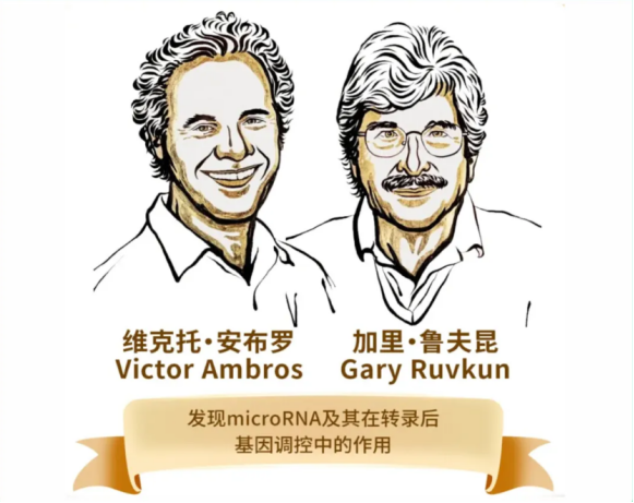 2024年诺贝尔生理学或医学奖：微小RNA虽小，但不可小觑