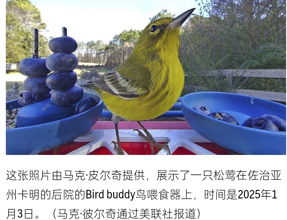 想观鸟，再也不用守“窗”待“鸟”啦！